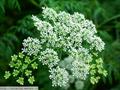 Conium maculatum